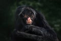 Black-faced Black Spider Monkey Royalty Free Stock Photo