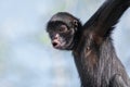 Black-faced Black Spider Monkey Royalty Free Stock Photo