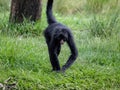 Black-faced Black Spider Monkey Royalty Free Stock Photo