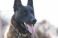 Dutch Shepherd Dog face portrait Royalty Free Stock Photo