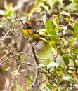 The Black-faced Brush Finch in the jungle.