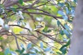 Black-faced bunting Royalty Free Stock Photo