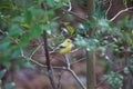 Black-faced bunting yellowish color variation in Japan Royalty Free Stock Photo