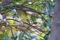 Black-faced bunting yellowish color variation in Japan Royalty Free Stock Photo