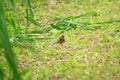 Black-faced Bunting female