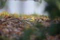 Black-faced bunting yellowish color variation in Japan Royalty Free Stock Photo