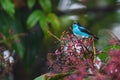 Black-faced Dacnis - Dacnis lineata