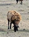 Black-faced Dorper hair sheep grazing
