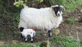 Black faced ewe and new born lamb sheep in a field Royalty Free Stock Photo