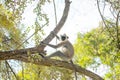 black faced grey langur monkey in Yala National Park, Sri Lanka