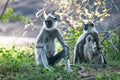 black faced grey langur monkey in Yala National Park, Sri Lanka