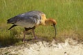 Black-faced Ibis on grass