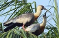 Black-faced ibis Theristicus melanopis. Couple of Birds on the tree. Mating season. Natural habitat. Brazil