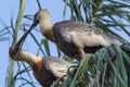 Black-faced ibis Theristicus melanopis. Couple of Birds on the tree.