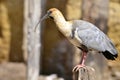 Black-faced Ibis on wood post