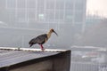 Black-faced Ibises, in Valdivia, Chile Royalty Free Stock Photo