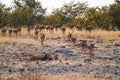 Black-faced impala, Aepyceros melampus petersi in Etosha Park, Namibia Royalty Free Stock Photo