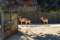 Black faced impala Aepyceros melampus petersi in zoo Barcelona