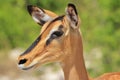 Black-faced Impala - African Wildlife Background - Colors in Nature Royalty Free Stock Photo