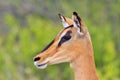 Black-faced Impala - African Wildlife Background - Super Nature Royalty Free Stock Photo