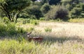 A black-faced impala antelopes (Aepyceros melampus) Royalty Free Stock Photo