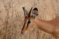 Black faced impala head portrait, etosha nationalpark, namibia