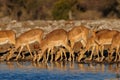 Black faced impala herd drinking, etosha nationalpark, namibia