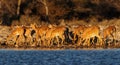 Black faced impala herd on a waterhole