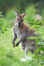 Black-faced kangaroo