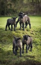 Black faced lambs in a Dorset field Royalty Free Stock Photo