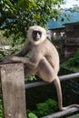 A black faced langur Royalty Free Stock Photo