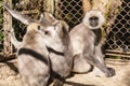 Black Faced Langur Monkeys in the cage in Padmaja Naidu Himalayan Zoological Park at Darjeeling, India