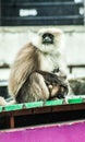 Black Faced Monkey Royalty Free Stock Photo