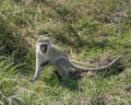 Black faced monkey eating shurbs and looking for bugs Royalty Free Stock Photo