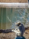 Black-faced monkey sitting on the blue ball Royalty Free Stock Photo