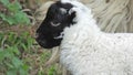 Black faced new born lamb sheep in a field Royalty Free Stock Photo