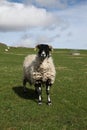 Black-faced sheep