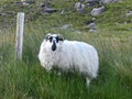 Black faced sheep on Dingle Peninsula in Ireland