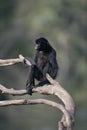 Black-faced spider monkey, Ateles chamek Royalty Free Stock Photo