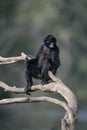 Black-faced spider monkey, Ateles chamek