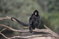 Black-faced spider monkey, Ateles chamek Royalty Free Stock Photo