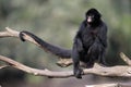 Black-faced spider monkey, Ateles chamek Royalty Free Stock Photo