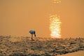 Black-faced Spoonbill Royalty Free Stock Photo