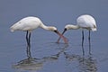 Black-faced spoonbill