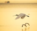 Black-faced Spoonbill Royalty Free Stock Photo