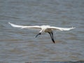 Black-faced Spoonbill Royalty Free Stock Photo