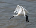 Black-faced Spoonbill Royalty Free Stock Photo