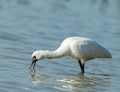 Black-faced Spoonbill Royalty Free Stock Photo