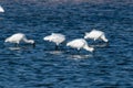Black-faced Spoonbill busy foraging Royalty Free Stock Photo