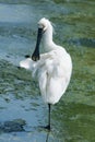 Black-faced Spoonbill Royalty Free Stock Photo